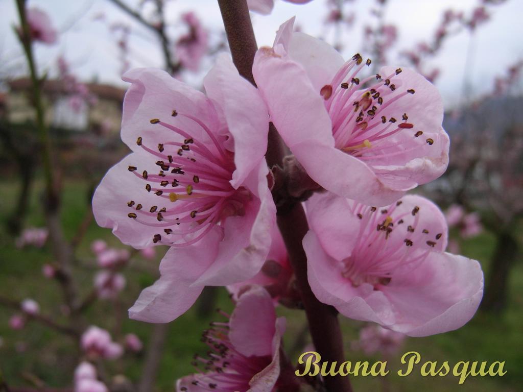 U Tej Bed and Breakfast Cumiana Buitenkant foto